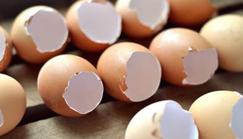 empty-eggs